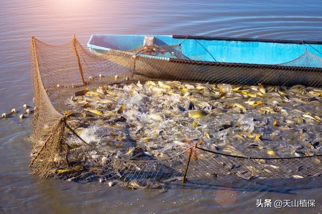 海鲜怎么养殖技术_盐碱地海鲜养殖技术_海鲜养殖技术指导