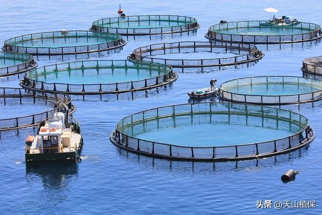 盐碱地海鲜养殖技术_海鲜怎么养殖技术_海鲜养殖技术指导