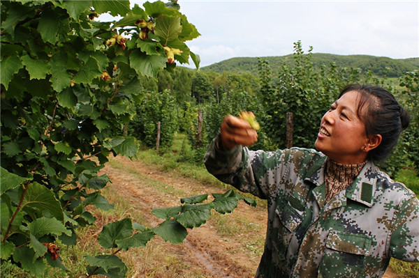 致富种植农民榛子图片_农民种植榛子致富_种植榛子的经济效益怎么样