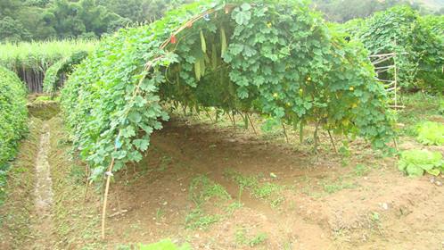 苦瓜种植技术与管理法视频_苦瓜瓜种植技术_图文精解苦瓜种植技术