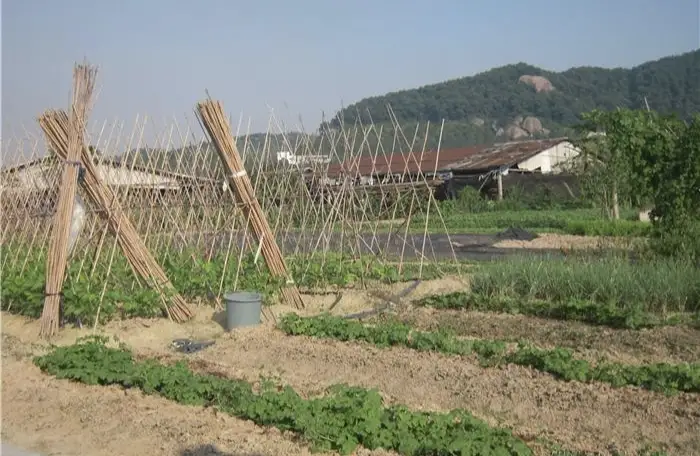 苦瓜瓜的栽培与管理技术_苦瓜种植技术与管理法视频_苦瓜瓜种植技术