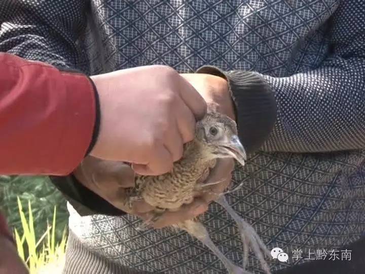 养殖野鸡致富_养殖野鸡致富_养殖野鸡致富