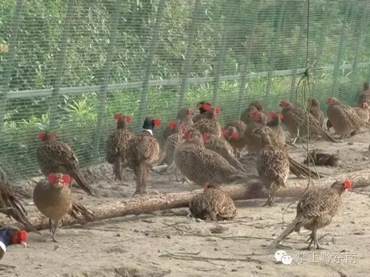 养殖野鸡致富_养殖野鸡致富_养殖野鸡致富