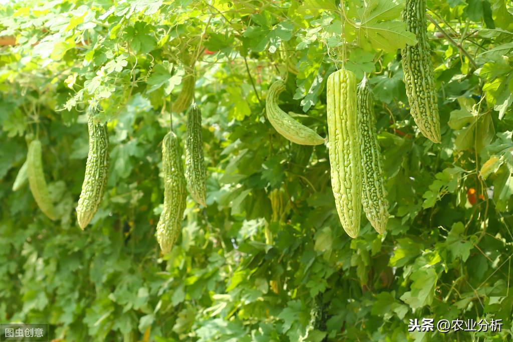 苦瓜瓜种植技术_苦瓜种植方法_苦瓜瓜的栽培与管理技术