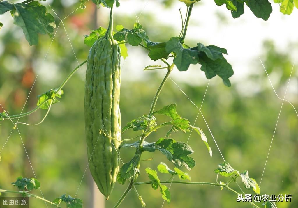 苦瓜瓜种植技术_苦瓜瓜的栽培与管理技术_苦瓜种植方法