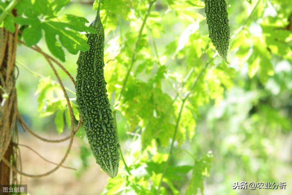 苦瓜瓜种植技术_苦瓜种植方法_苦瓜瓜的栽培与管理技术