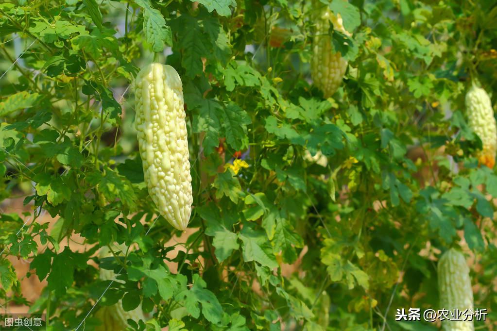 图文精解苦瓜种植技术_苦瓜种植技术与管理法视频_苦瓜瓜种植技术