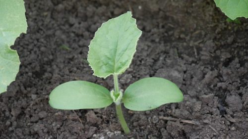 种什么致富_家庭冷门种植致富_致富冷门项目