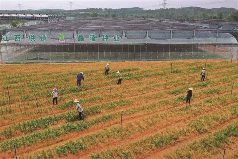 林下药材有赚头 群众生活有奔头