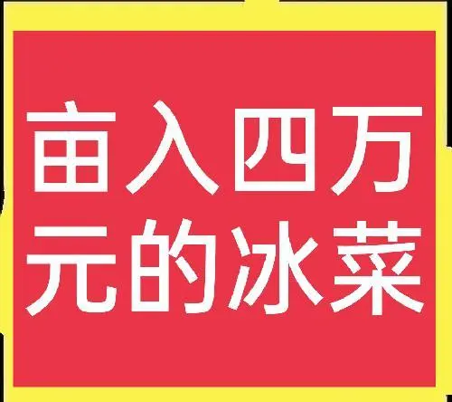 外观漂亮，卖价昂贵，亩收益4万元的冰菜，为什么广受欢迎？