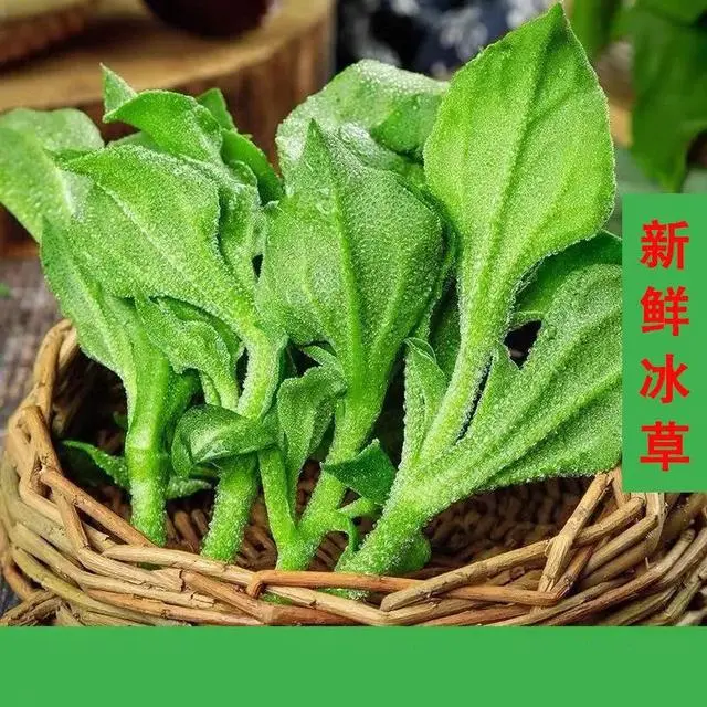 致富种植什么比较赚大钱_种冰菜的视频_种植冰菜致富