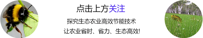 冬季西红柿育苗技术_西红柿冬天种植技术_西红柿冬季种植技术视频