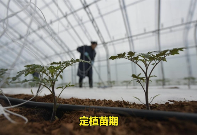 越冬西红柿种植与管理视频_西红柿冬季种植技术视频_冬季西红柿育苗技术