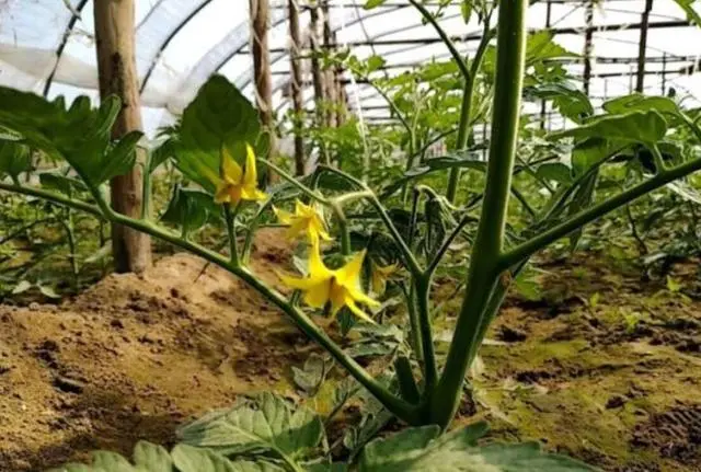 冬季西红柿育苗技术_越冬西红柿种植与管理视频_西红柿冬季种植技术视频