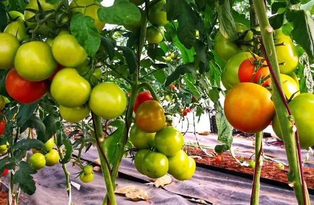 冬季西红柿育苗技术_西红柿冬季种植技术视频_越冬西红柿种植与管理视频