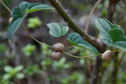 家庭种植致富项目_种什么致富_家庭冷门种植致富