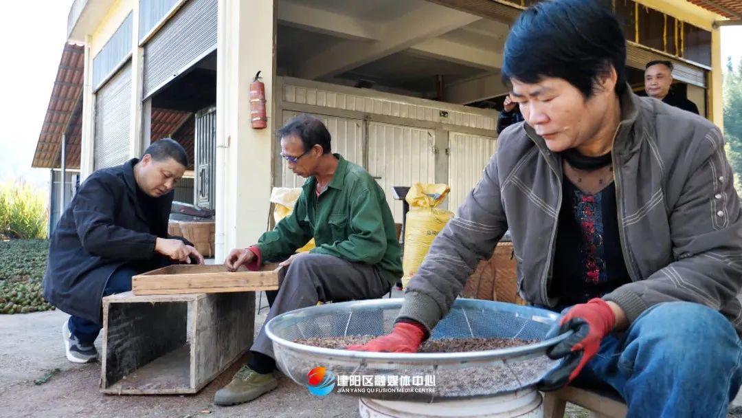 杉木种植致富_杉木种植经济效益如何_杉木种植利润