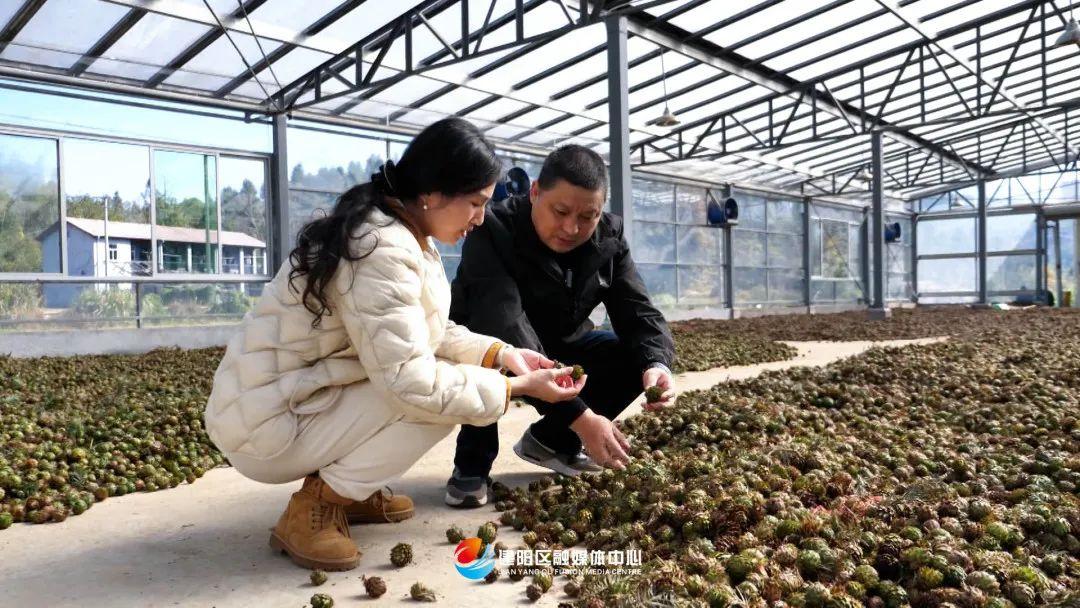 杉木种植致富_杉木种植经济效益如何_杉木种植利润