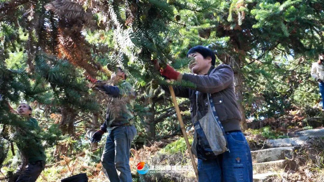 杉木种植经济效益如何_杉木种植利润_杉木种植致富