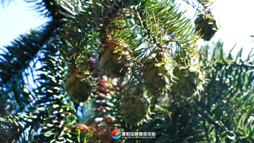 杉木种植经济效益如何_杉木种植致富_杉木种植利润