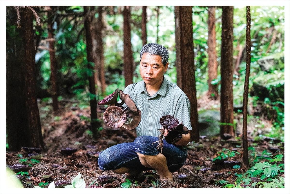 灌阳深山瑶胞开辟非常致富路