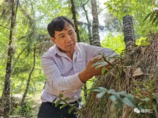 德江荆角乡：铁树开出致富花