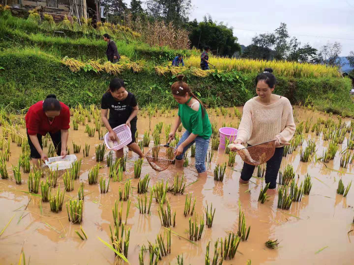 养殖致富鱼文案_致富文案养殖鱼的句子_致富文案养殖鱼怎么写