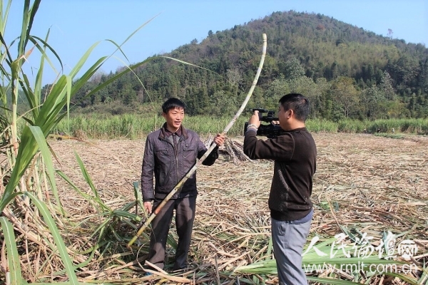 李平发种植甘蔗对接公司致富了