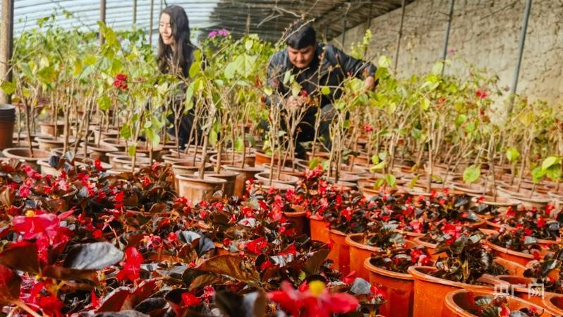 新疆阿克苏：花卉大棚开满“致富花”