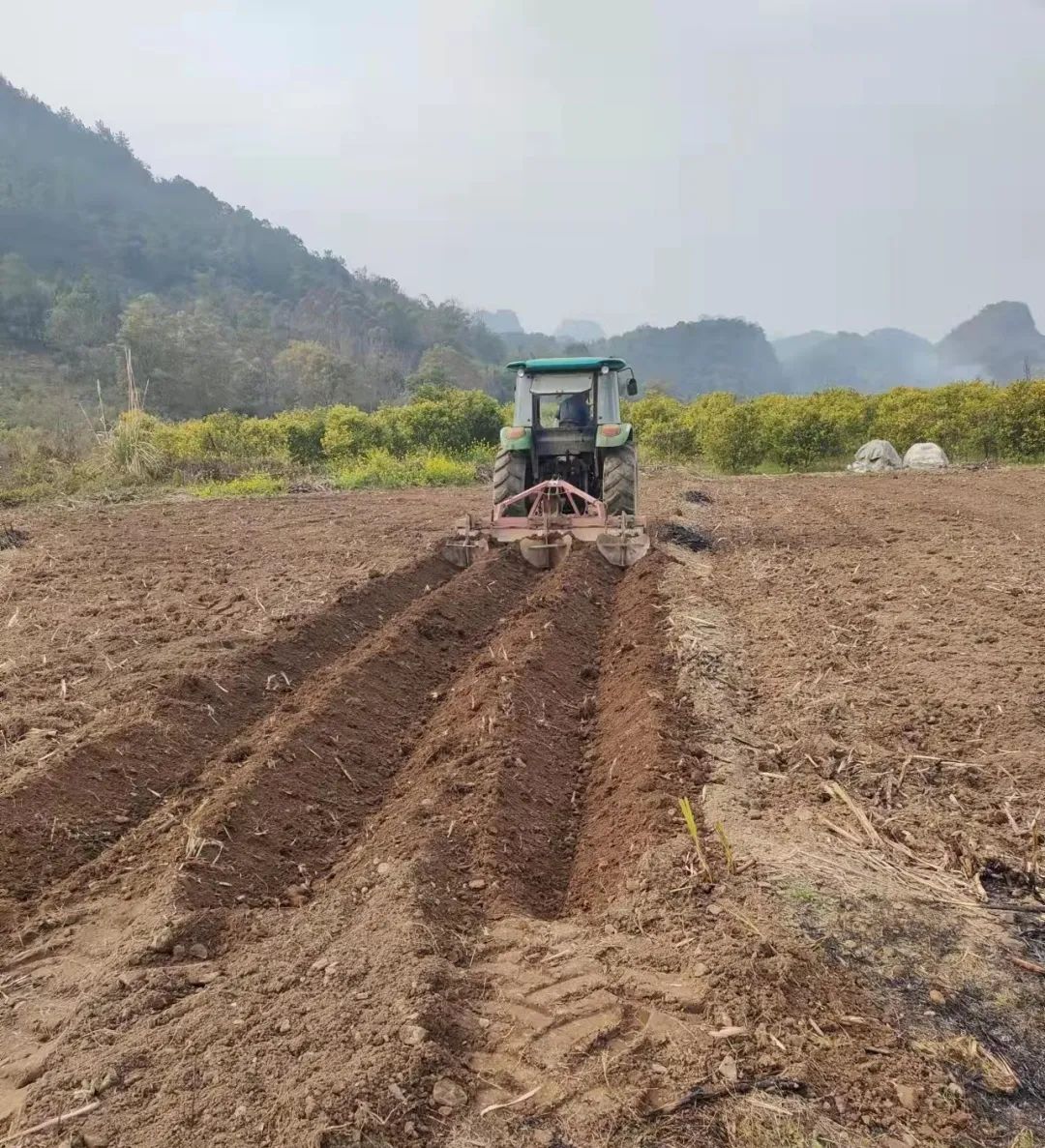 致富甘蔗种植方法视频_甘蔗种植致富方法_致富经甘蔗种植视频