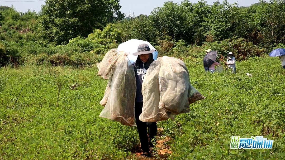 荒山种植致富果_荒山种果树有什么补贴_利用荒山致富视频