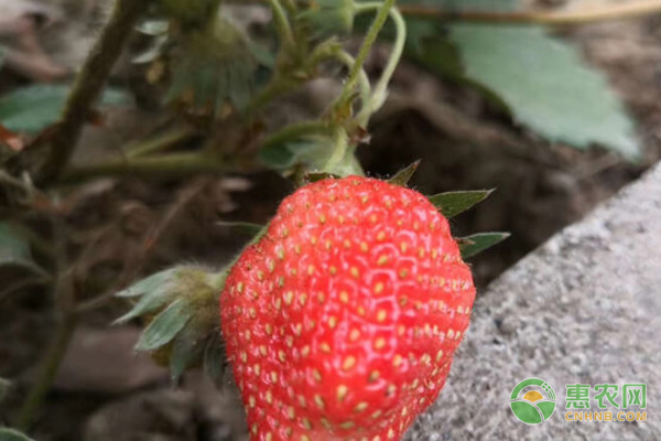 种植大棚草莓前景如何_致富经大棚种草莓_大棚种草莓赚钱吗