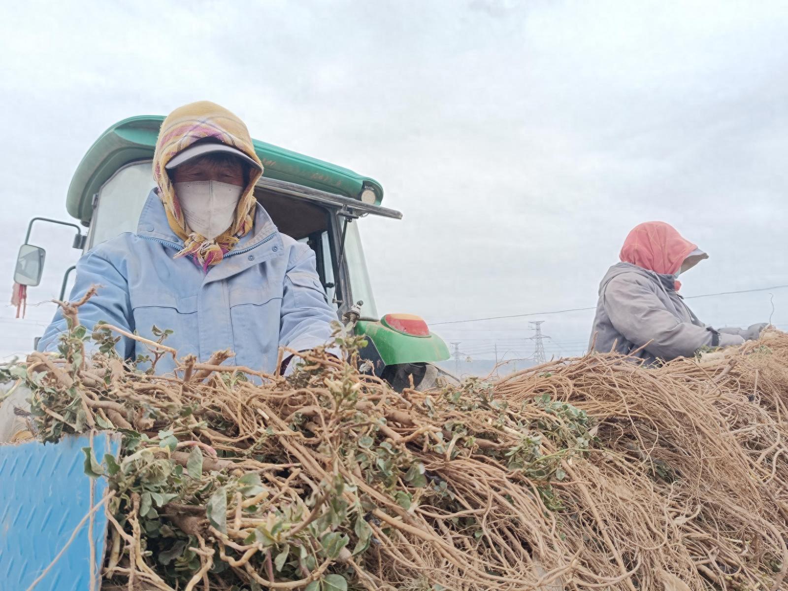 种植中药材成为致富“新良方”