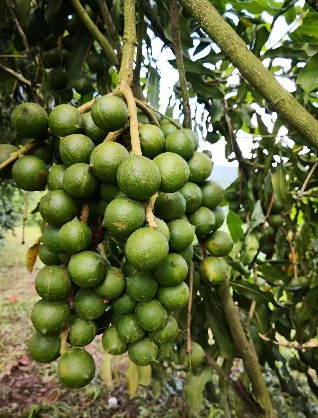 夏威夷的种植方法_夏威夷果种植技术_夏威夷种植果技术要点