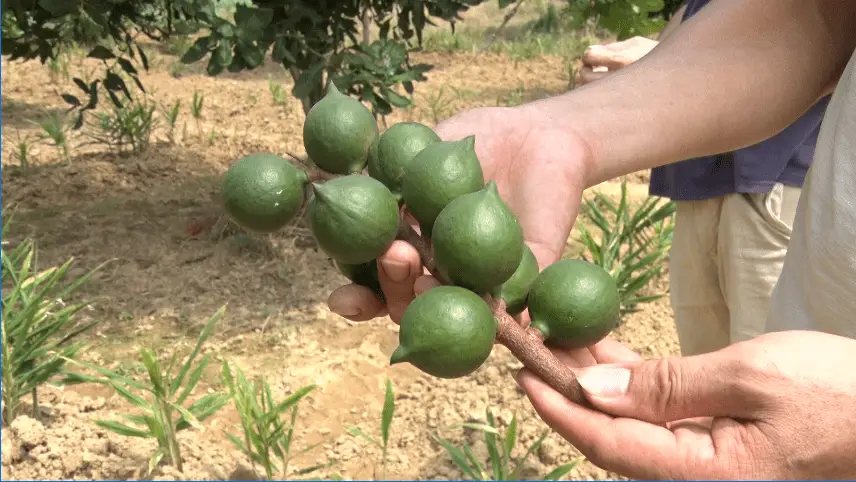 夏威夷果种植技术_夏威夷的种植方法_夏威夷种植果技术要点