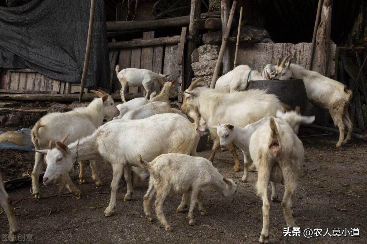 农村适合养殖业致富项目_致富养殖业农村适合项目建设吗_农村致富新项目养殖