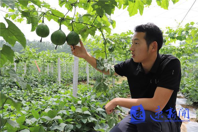 村民种植瓜蒌致富_致富村民种植瓜蒌视频_种植瓜蒌挣钱吗