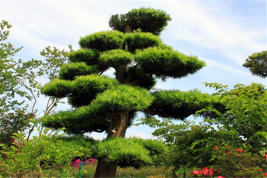 罗汉松树种植技术_罗汉松大树如何种植_种植树技术罗汉松视频教程