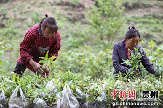 绥阳：30余万亩金“药”匙打开致富门