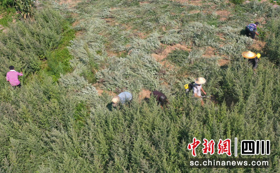 村民抢抓晴好天气收割艾草。 陈雨 摄