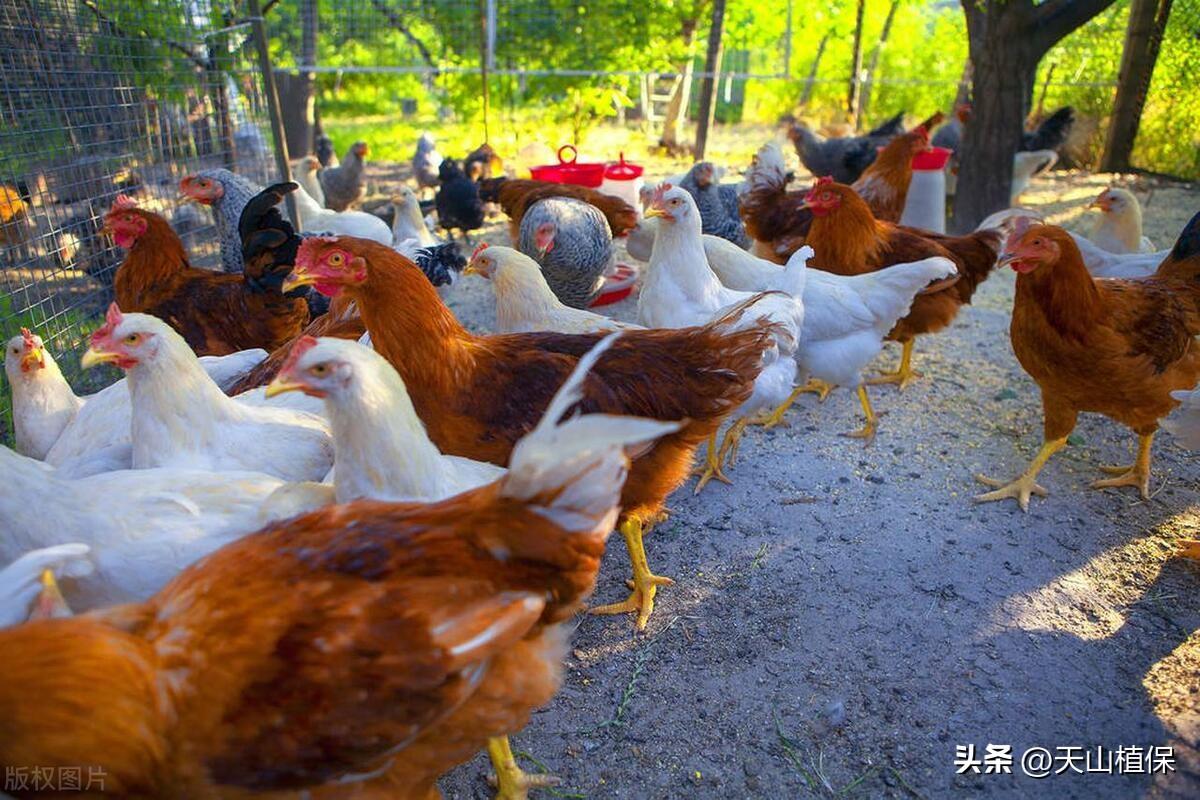 致富养殖业_快速致富项目 养殖_致富养殖快速项目介绍