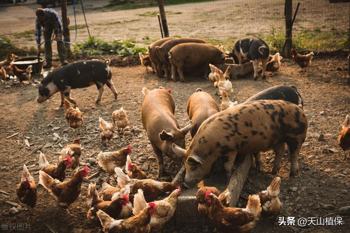 致富养殖业_快速致富项目 养殖_致富养殖快速项目介绍