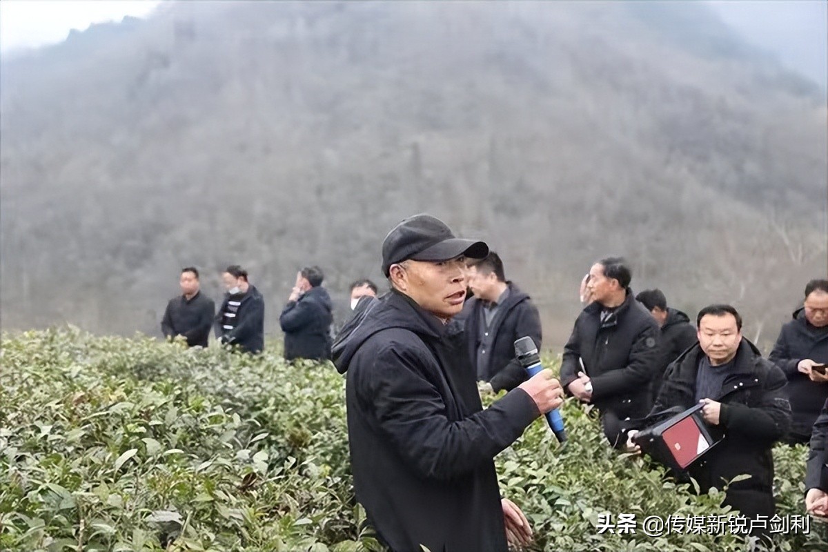 陕南种植物致富_陕南植物类型_陕南地区适合种植什么