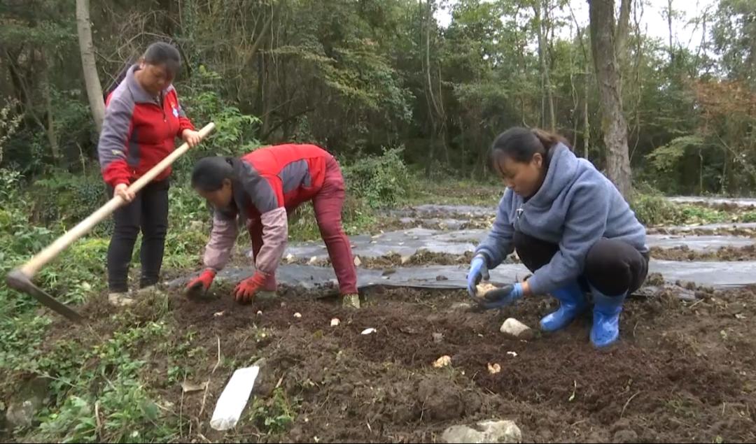 致富种植作文怎么写_种植致富作文_致富种植作文800字