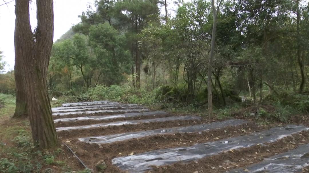 种植致富作文_致富种植作文800字_致富种植作文怎么写