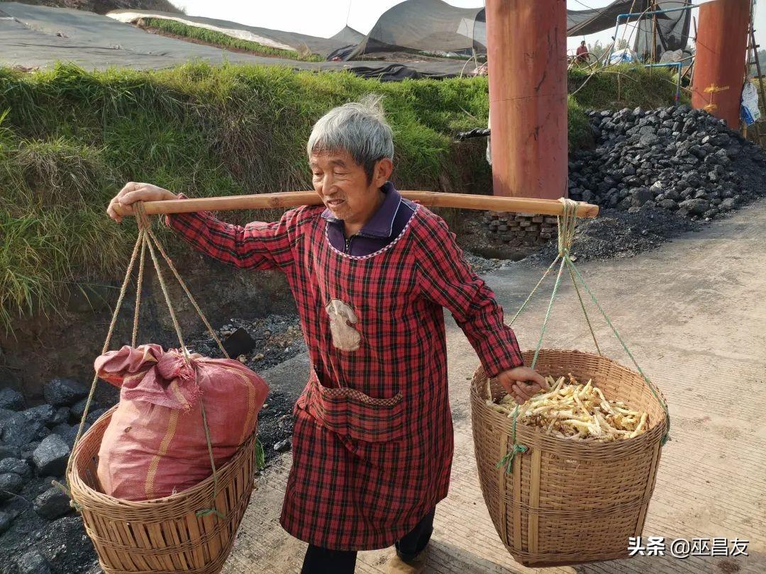 致富经仔姜种植技术_致富经生姜_仔姜的种植成本和利润