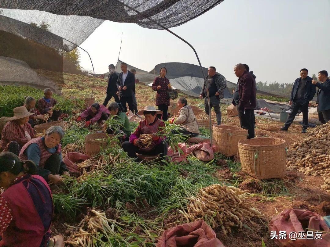 致富经仔姜种植技术_致富经生姜_仔姜的种植成本和利润