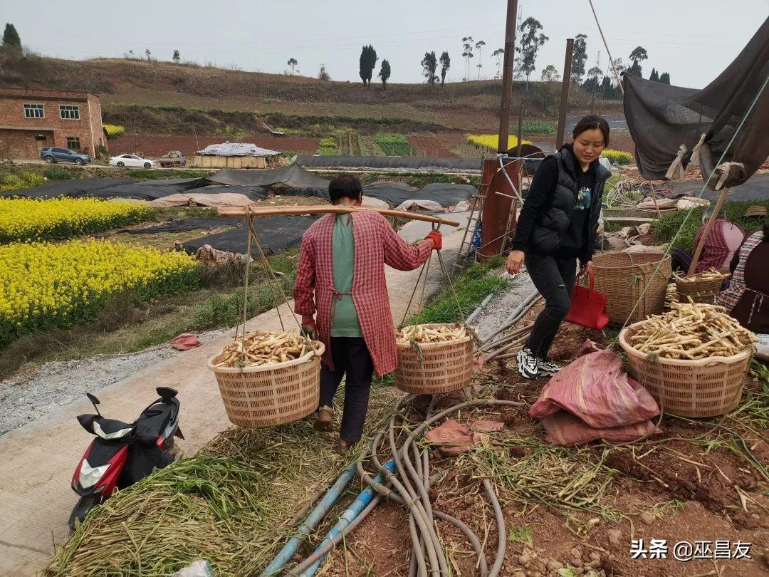 致富经生姜_仔姜的种植成本和利润_致富经仔姜种植技术