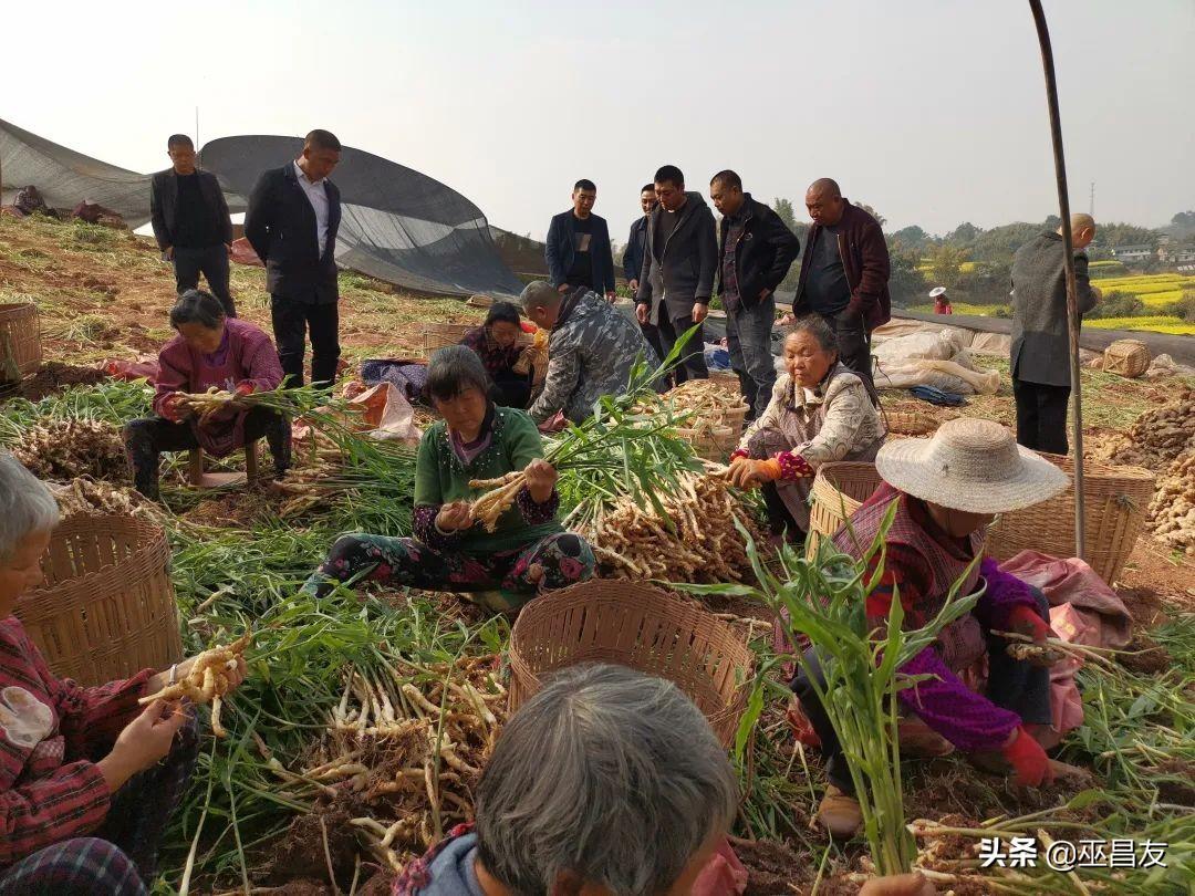 致富经仔姜种植技术_致富经生姜_仔姜的种植成本和利润