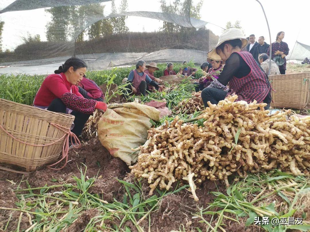 仔姜的种植成本和利润_致富经生姜_致富经仔姜种植技术